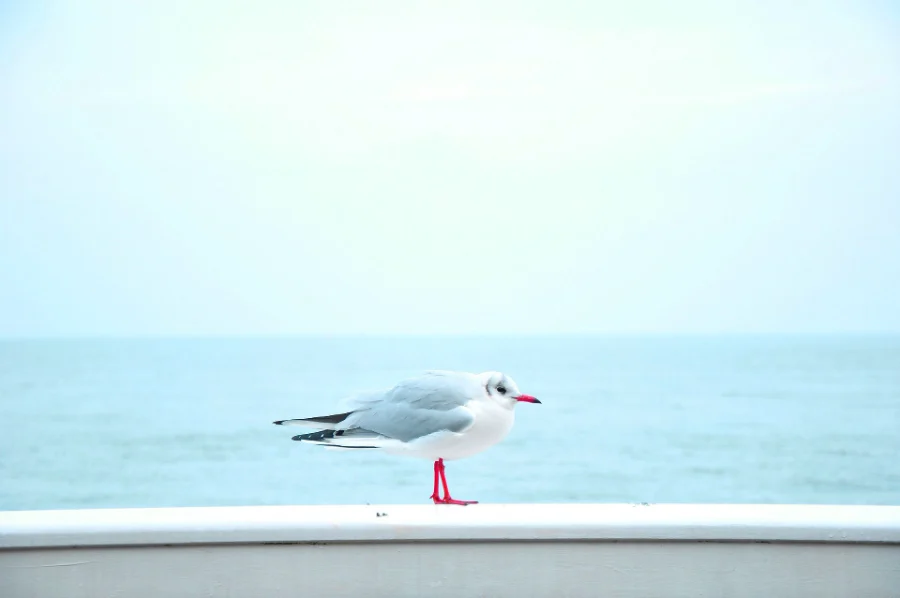 Blumare · identidad: identidad (3 de 9)