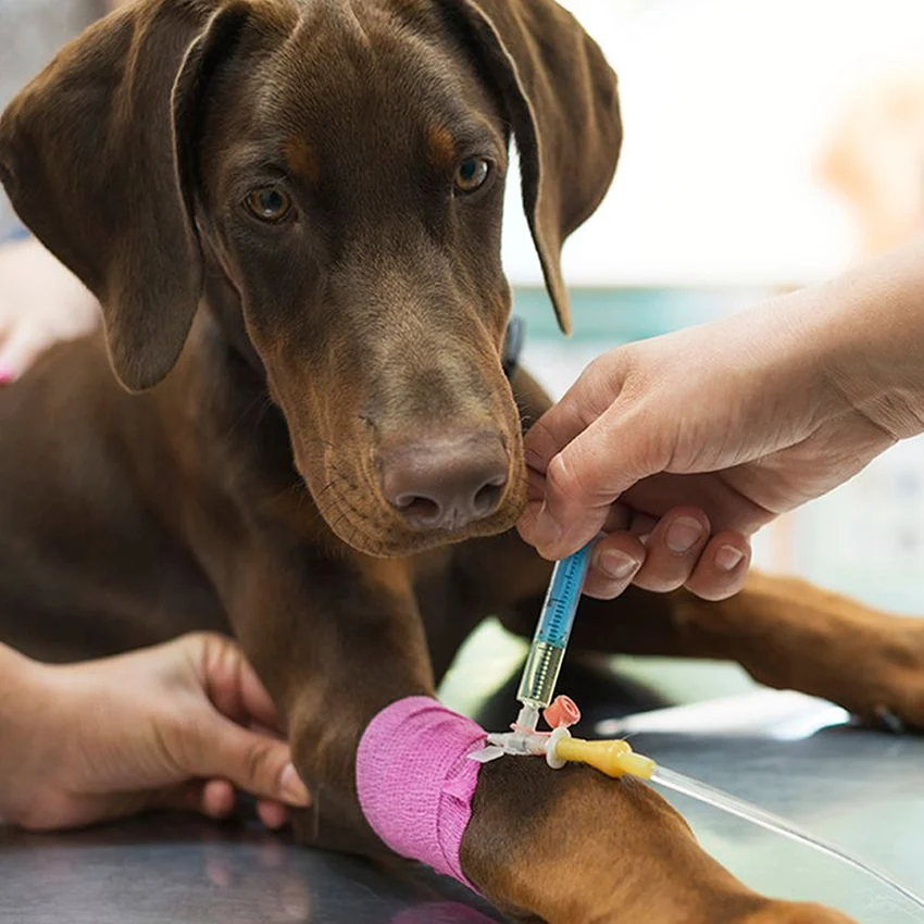 Sania Veterinaria · web: web (5 de 5)
